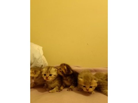 British shorthair bebişlerimizi sahiplendiriyoruz