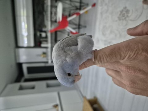 1.5 yaşında dişi kedimi mecburiyetten vermek istiyorum