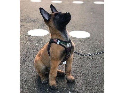 Belçika kurdu köpeği