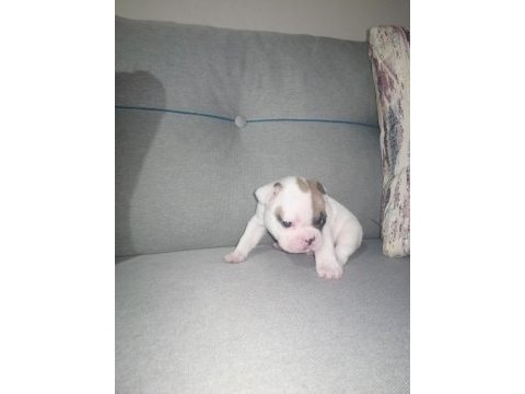 French bulldog