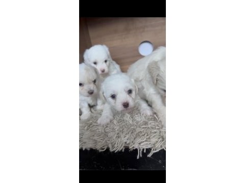 Muhteşem güzellikte safkan maltese terrier yavrular