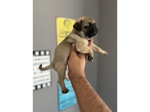 Pug mops yavru köpeğimiz