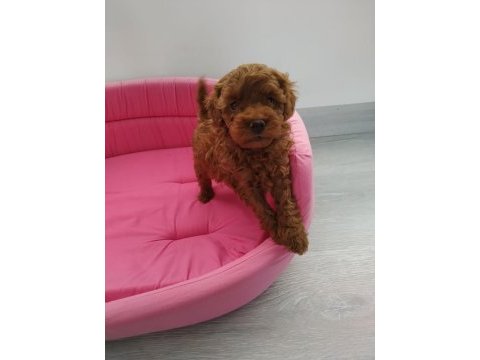 Redbrown toy poodle yavrularımızı canlı görün