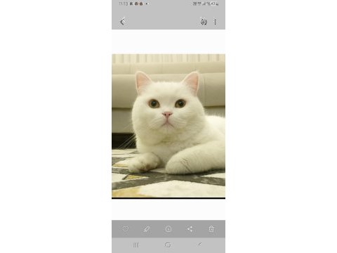 Ücretsiz olarak verilecek british shorthair kedilerim