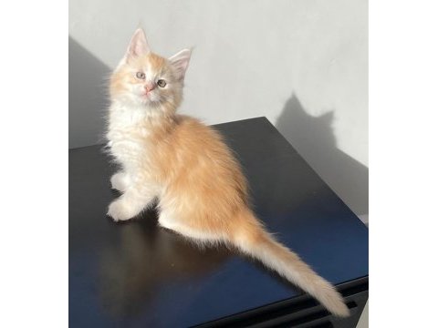 Dünyanın en güzel maine coon yavruları burada!