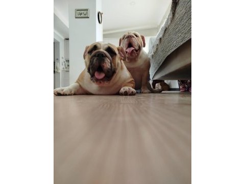 İngiliz bulldog 11 aylık erkek