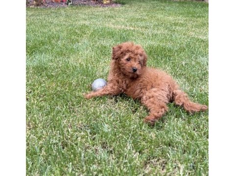 Toy poodle kore kan 3 aylık erkek yavru