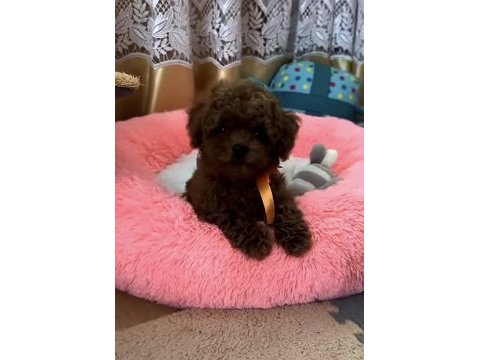 Toy poodle kore