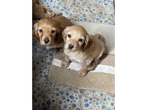 Golden retriever yavru köpekler