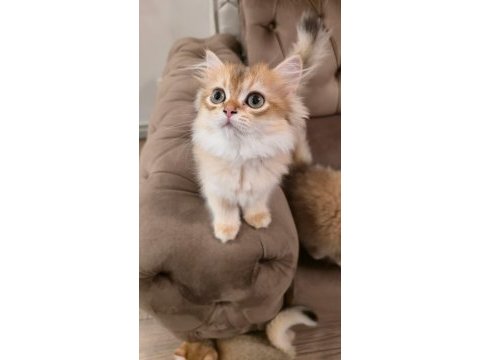Golden british longhair kedisi