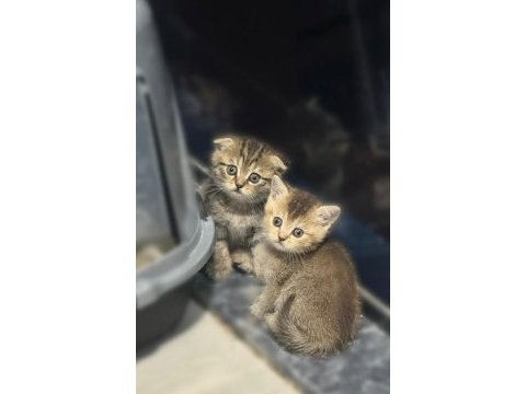 British shorthair yavrular yeni yuva arıyor