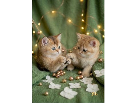 Golden british shorthair