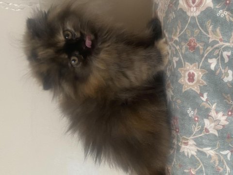 Exotic shorthair / scottish fold