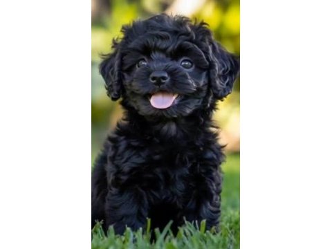 Solid black maltipoo yavrular