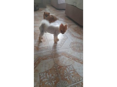 Oğluma benim kadar iyi bakabilecek birini arıyorum köpeğime