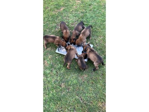 A kalite malinois belçika kurdu yavrular
