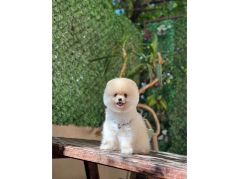 Sağlık ve ırk garantili pomeranian