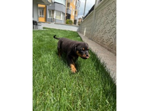 Şecereli extrem rottweiler yavruları mevcuttur