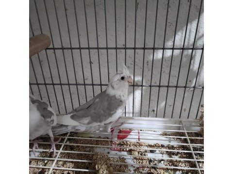 Sultan papağanları 2 aylık