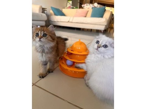 Scottish fold ve british longhair kedisi