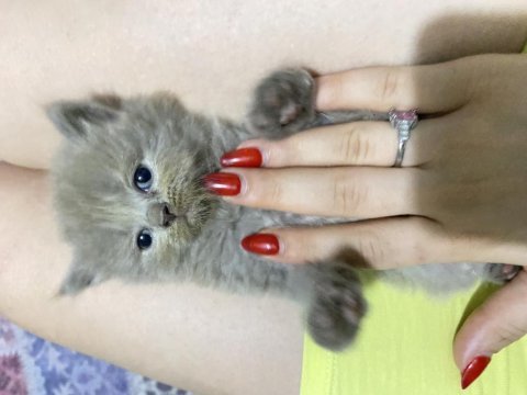 1 aylık 6 adet safkan british shorthair kediler