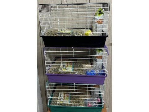 Ginepig yavru gün içi gönderim sağlanmakta