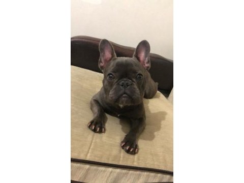8 aylık dişi french bulldog