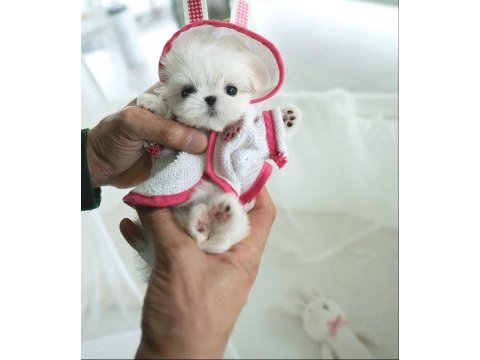 Korea maltese terrier cep boy