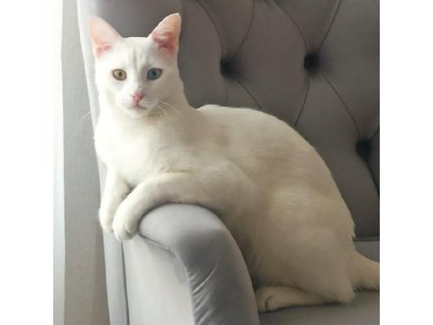Van kedimize çok acil yuva arıyoruz