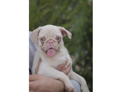 Egzotik renk pink pug yavrular