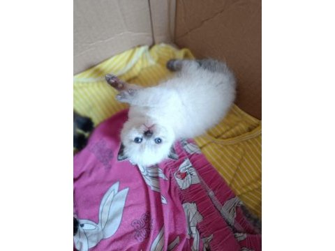 Blue point scottish fold