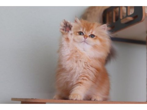 British longhair safkan dişi
