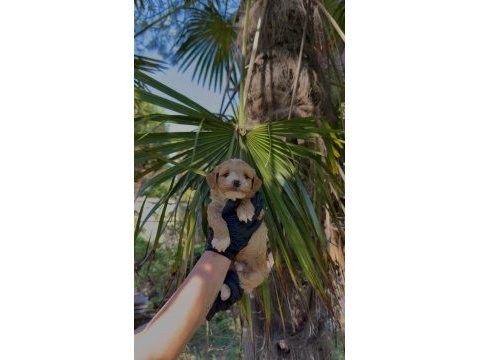 Eşsiz çift pigment renk premium poodle baby