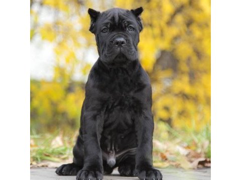 Dişi erkek cane corso kapıda ödemeli güvenli sistem
