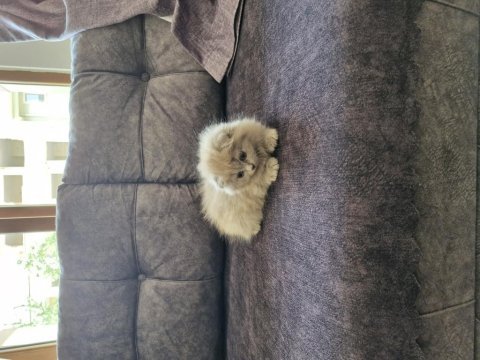 Minik scottish fold hanım yeni yuvasını arıyor