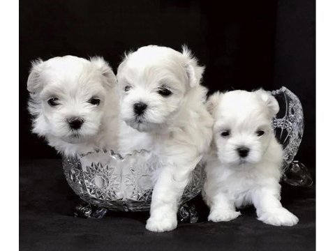 Kore maltese 0 boy aşılı