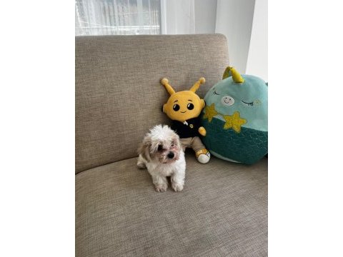 Kore maltese