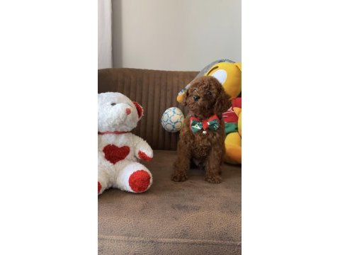 Kore anne babadan lekesiz en koyu renk poodle yavru