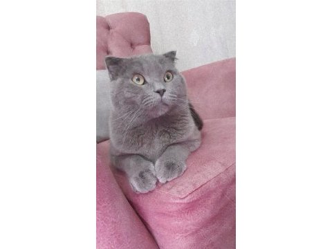 8 aylık kırık kulak scottish fold