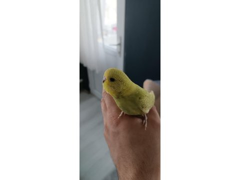 Yeni yeme düşmüş muhabbet kuşu yavrular