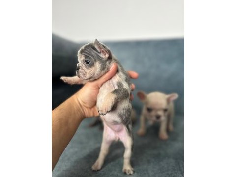 Show kalite french bulldog bebekler