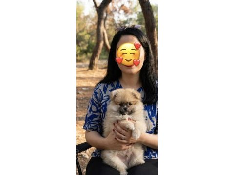 Pomeranian dişi prenses yavrumuz