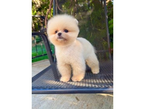 Orjinal pomeranian boo