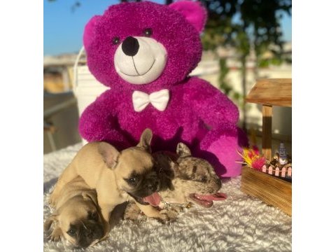 Merle french bulldog bebeklerimiz