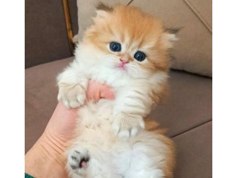 British longhair ve shorthair sevecen yavrularımız