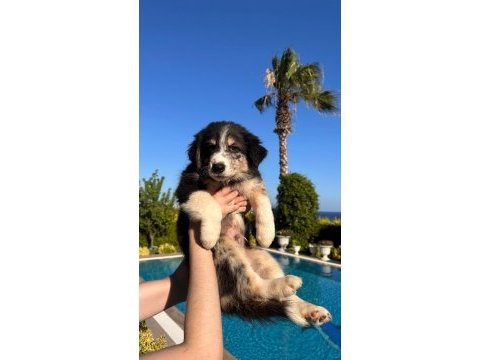 Siyah beyaz ve black and tan border collie yavrular