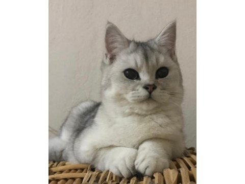 British yavrularımıza takip şartı ile yuva arıyoruz