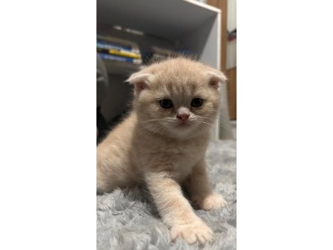 Scottish fold yavru