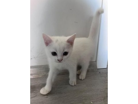 2 aylık british shorthair bebişlere yuva arıyorum
