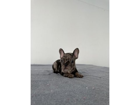 A kalite erkek black merle french bulldog